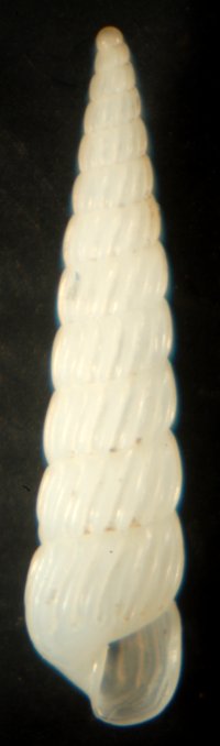 Famiglia Pyramidellidae